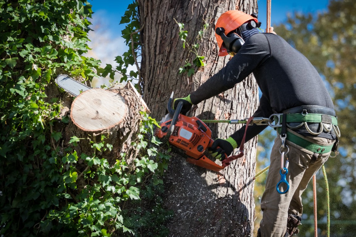 An image of Tree Removal Services in Brookhaven GA