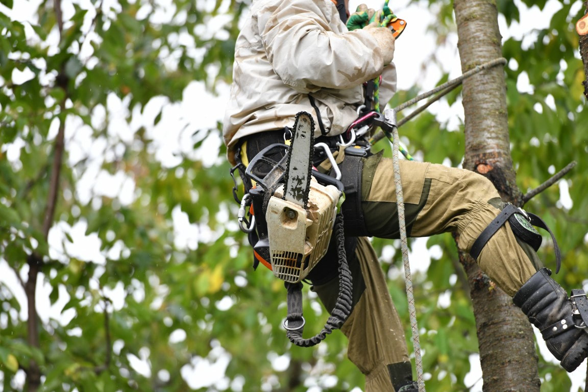An image of Tree Services in Brookhaven GA