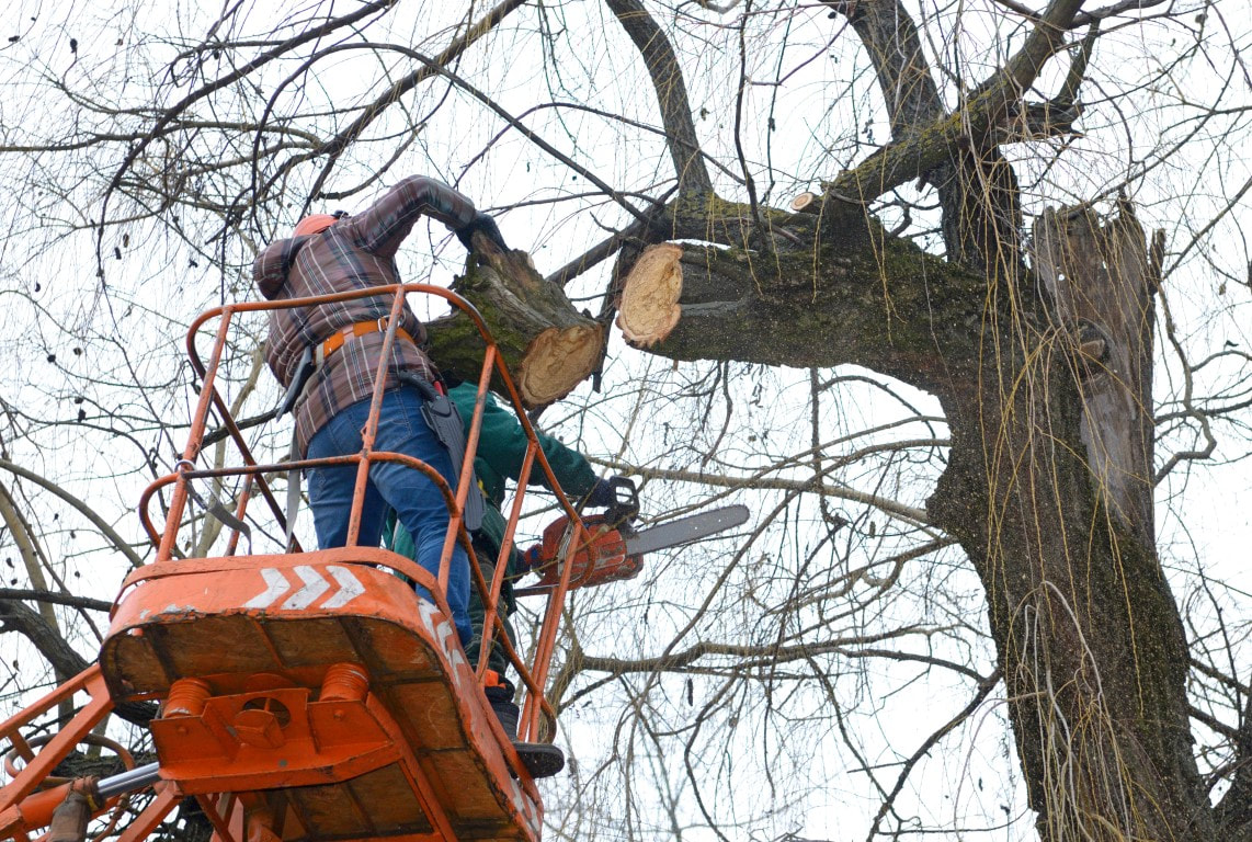 An image of Arborist in Brookhaven GA